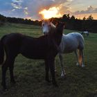 Pferde 26: Sonnenuntergang