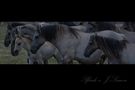 DE: Pferde by J. Simon 