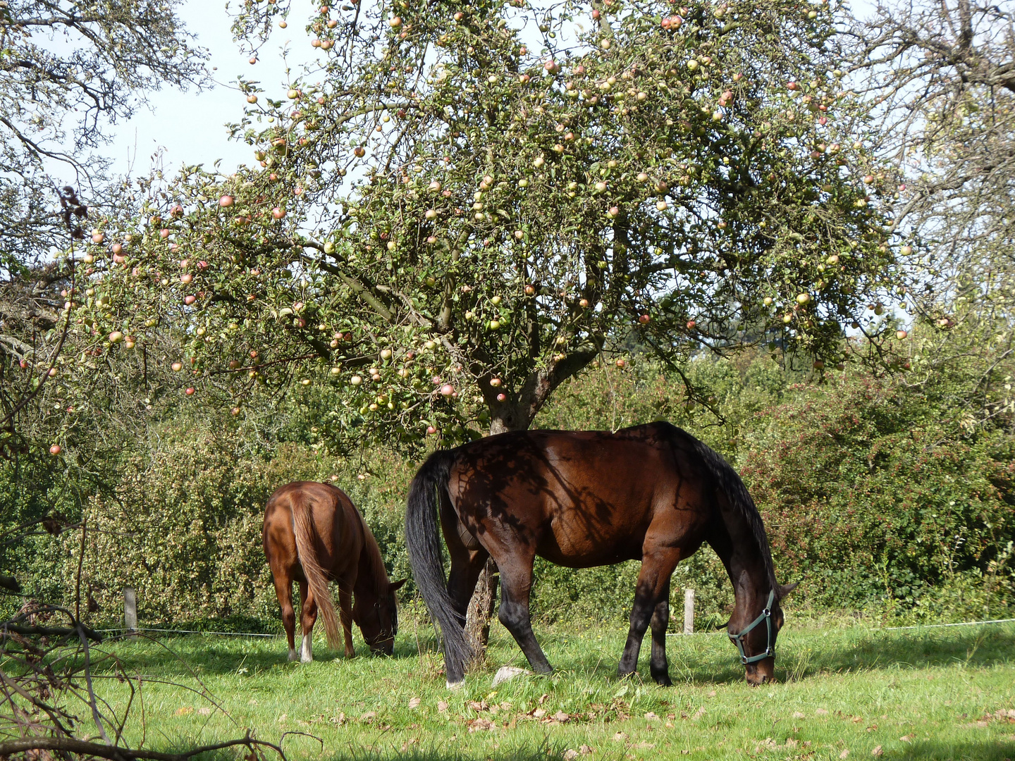 Pferde & Äpfel