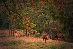 Pferde am Fluss, Herbst