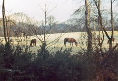 Pferde am frostigen Morgen