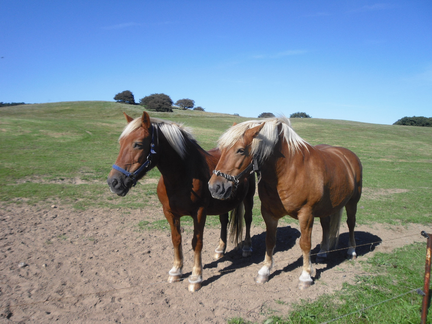 Pferde am Hochland von Hiddensee