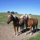 Pferde am Hochland von Hiddensee