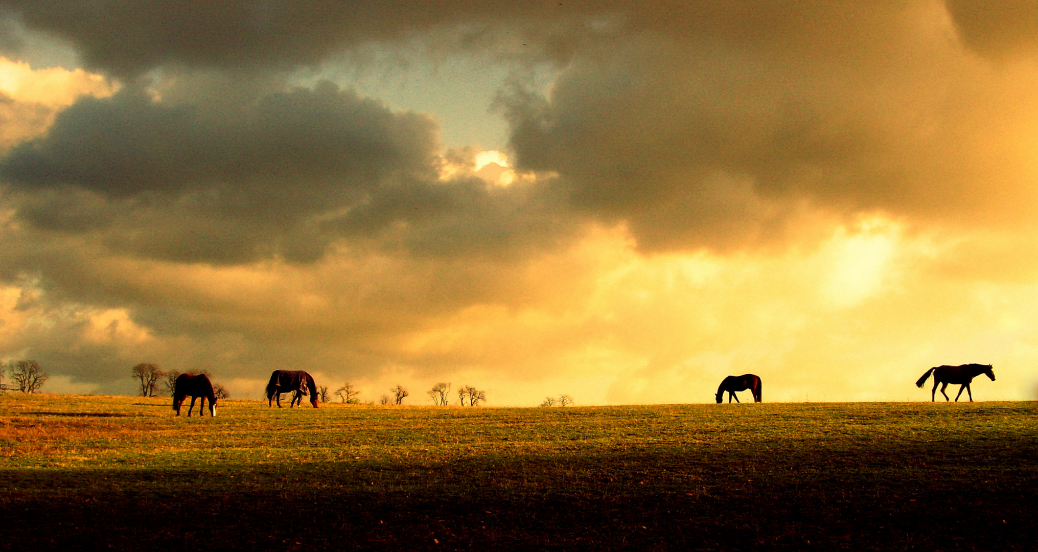 Pferde am Horizont