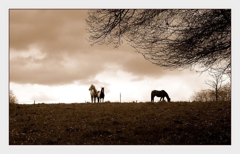 Pferde am Horizont