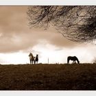 Pferde am Horizont