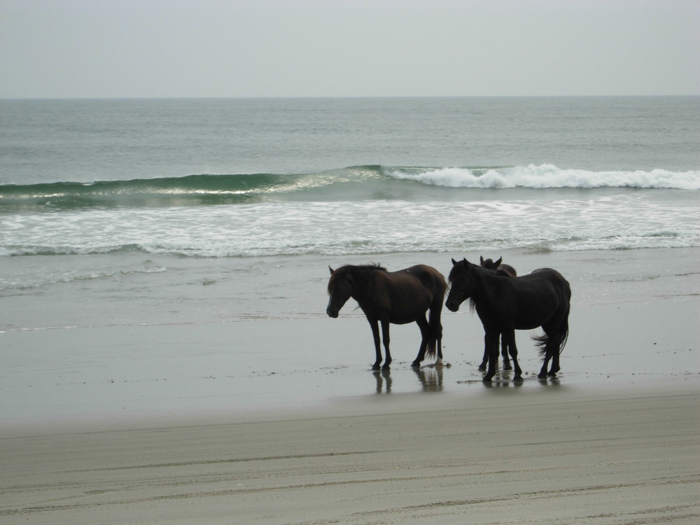 Pferde am Meer