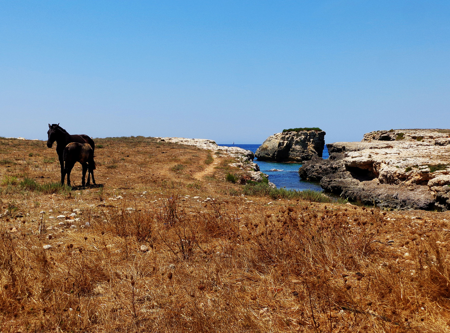 Pferde am Meer auf Menorca