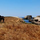 Pferde am Meer auf Menorca