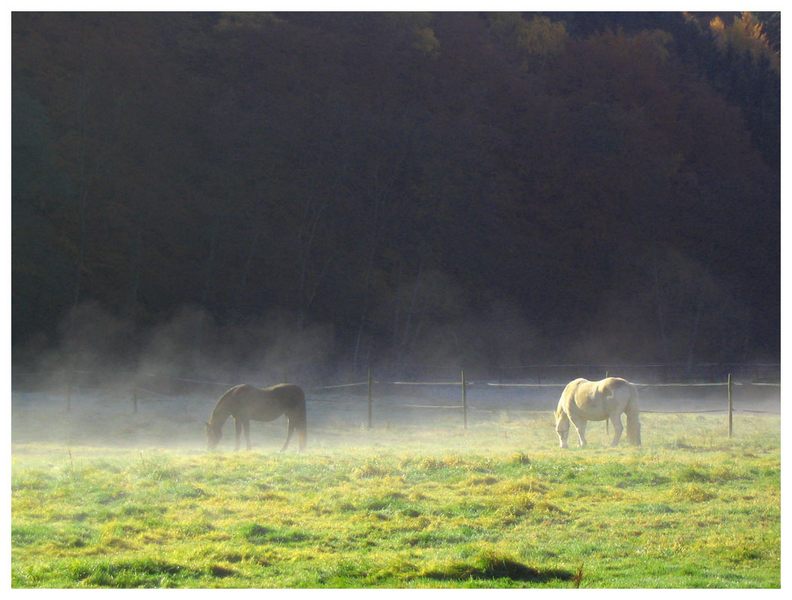 Pferde am Morgen