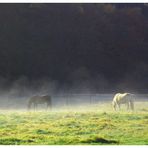 Pferde am Morgen