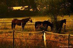 Pferde am Morgen