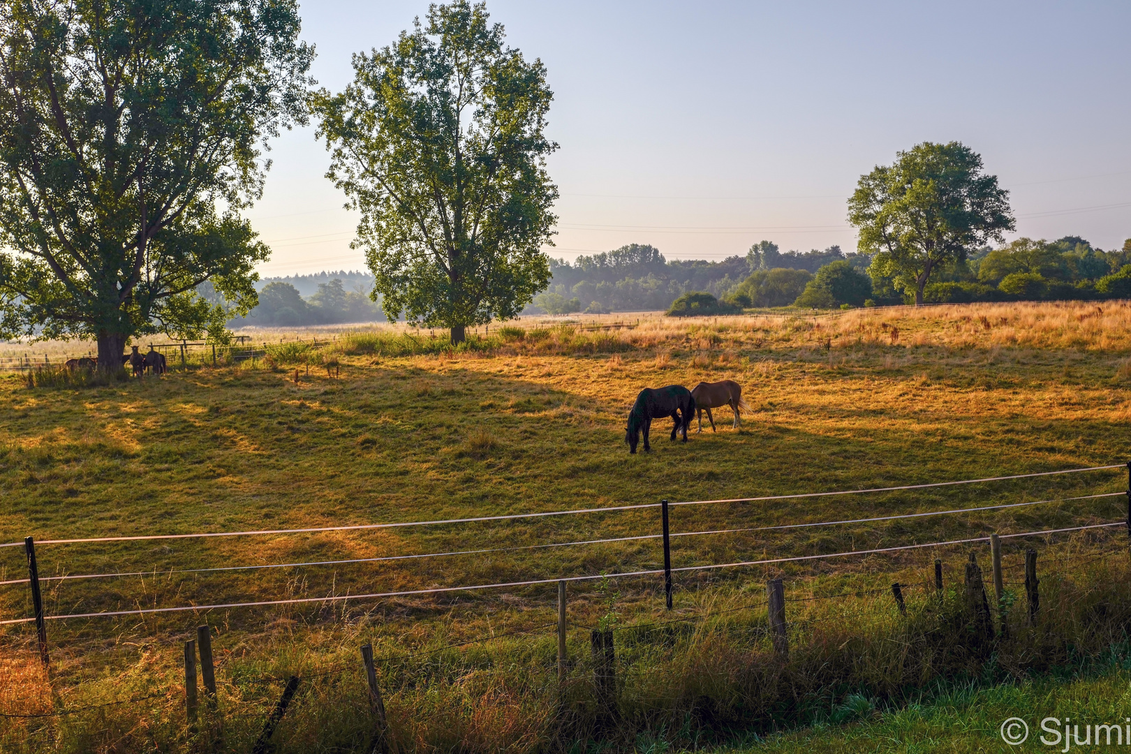 Pferde am Morgen