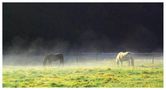 Pferde am Morgen die 2. von Wil St