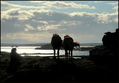 Pferde am Myvatn