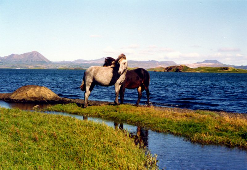 Pferde am Myvatn