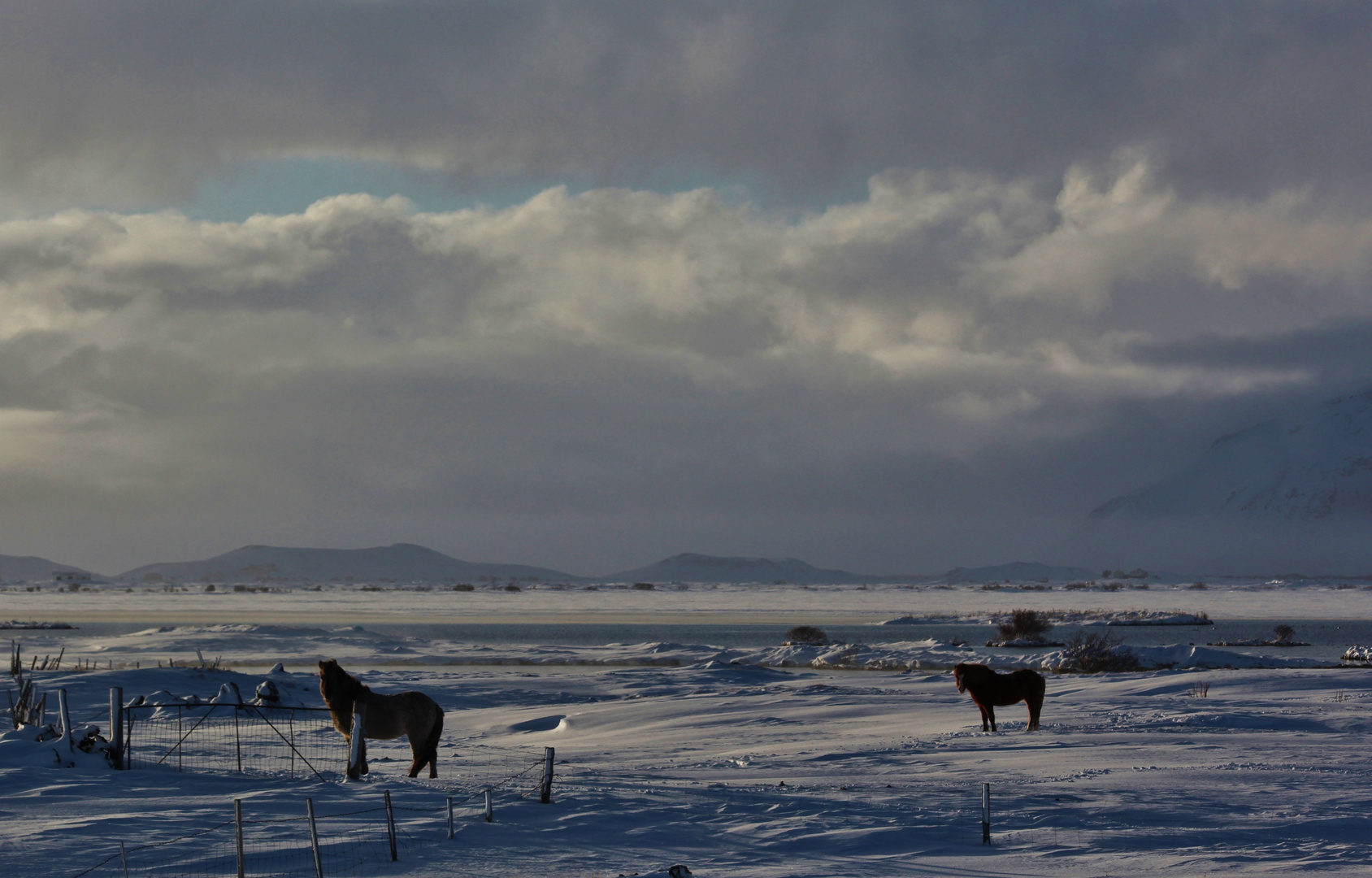 Pferde am Myvatn See