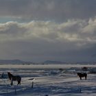 Pferde am Myvatn See