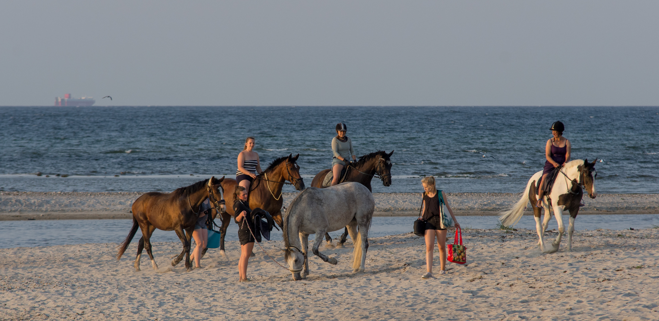 Pferde am Ostseestrand