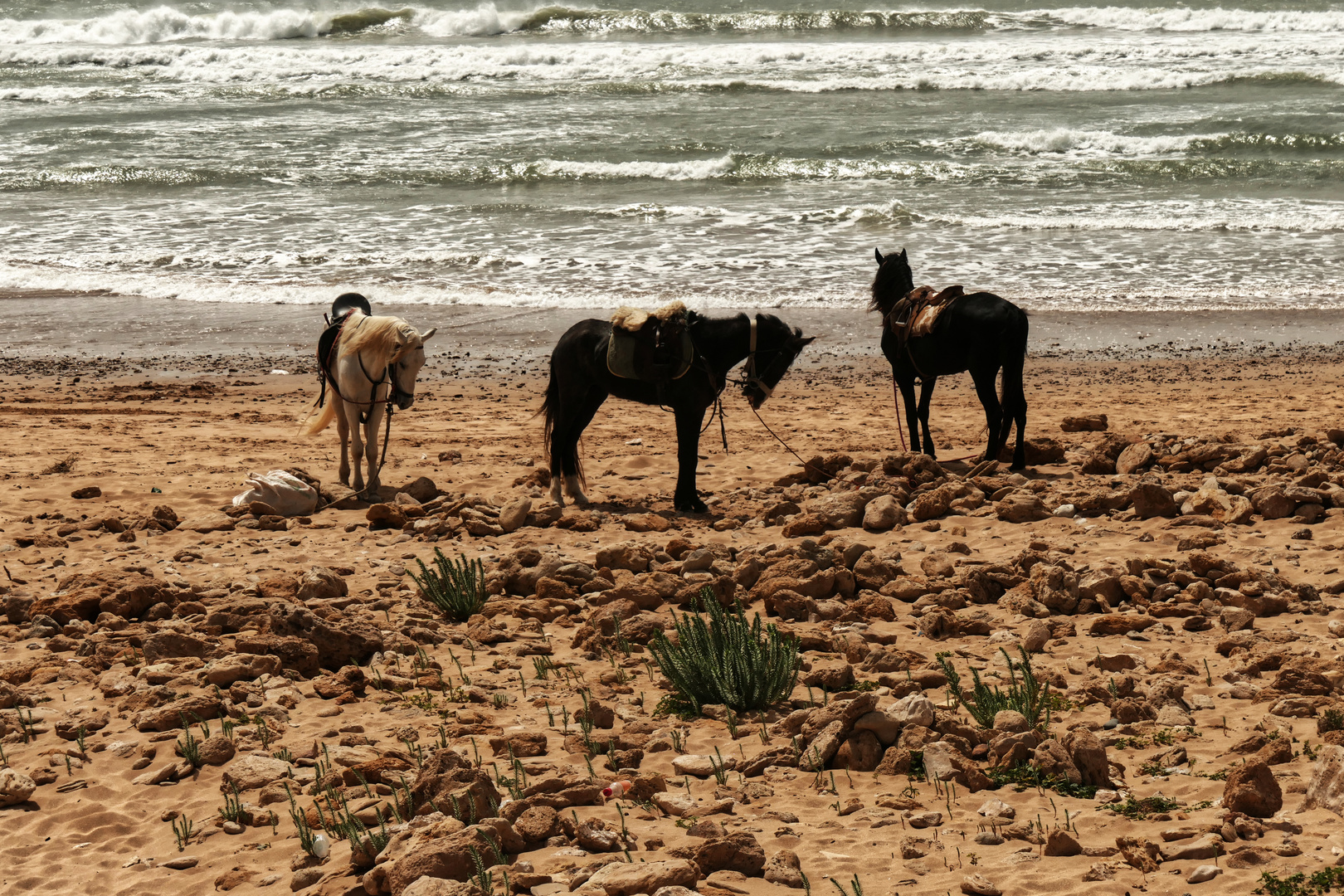 Pferde am Strand