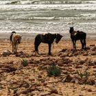 Pferde am Strand