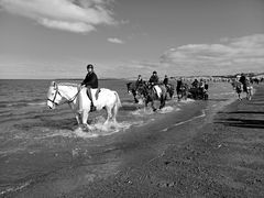 Pferde am Strand