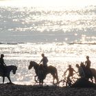 Pferde am Strand