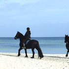 Pferde am Strand