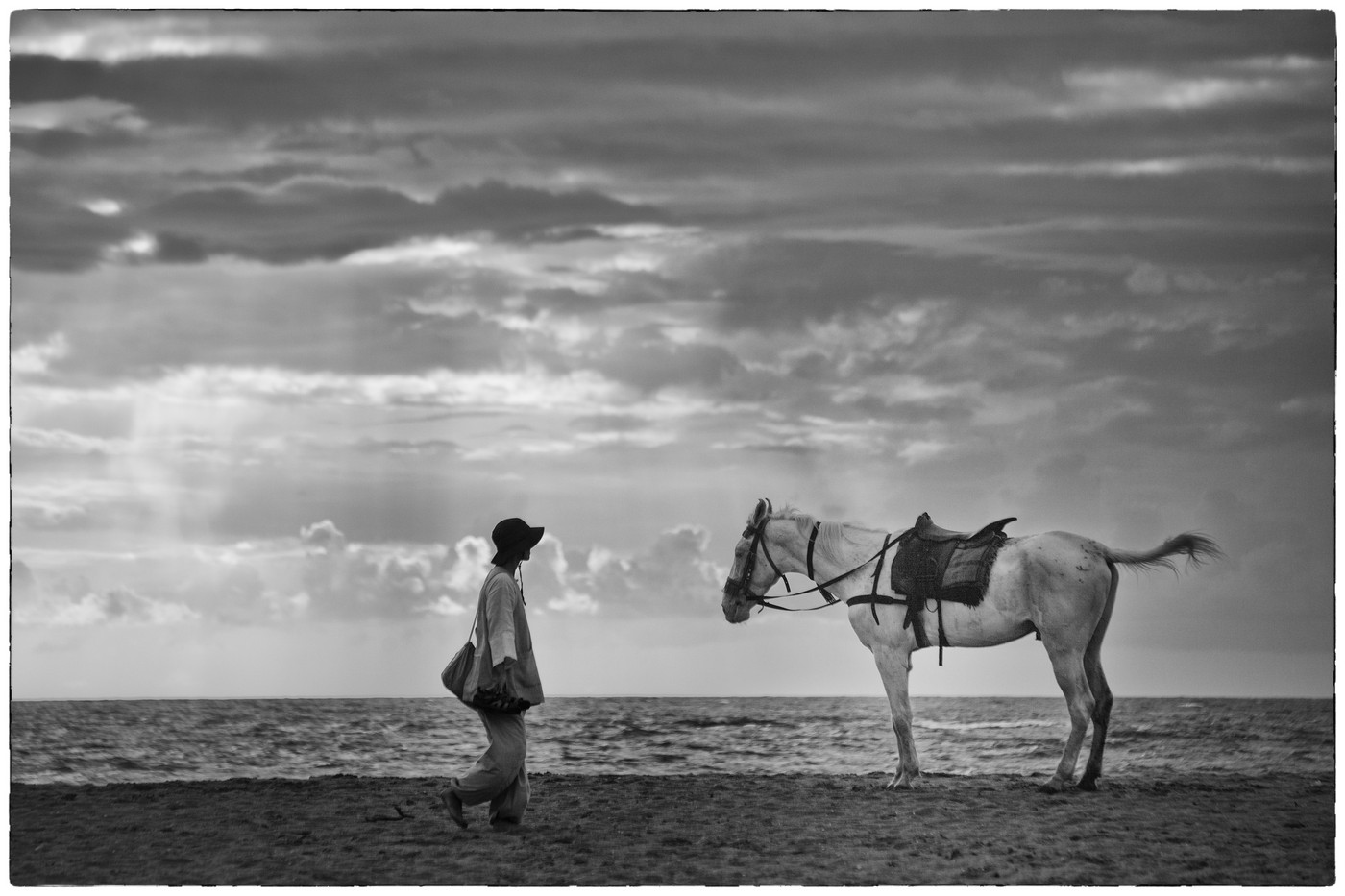 Pferde am Strand in Indien 1