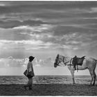 Pferde am Strand in Indien 1