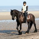 Pferde am Strand von Noordwjik (15.03.2012)(10)