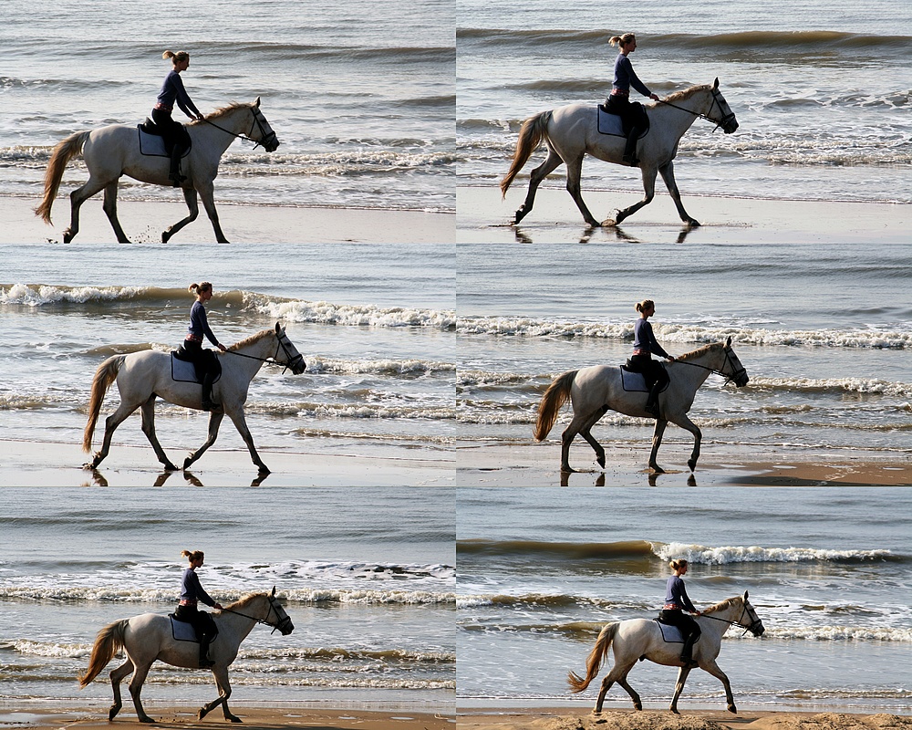 Pferde am Strand von Noordwjik (15.03.2012)(5)