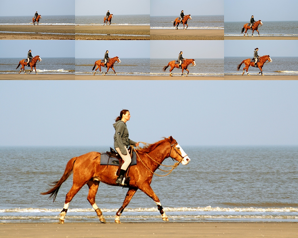 Pferde am Strand von Noordwjik (15.03.2012)(6)