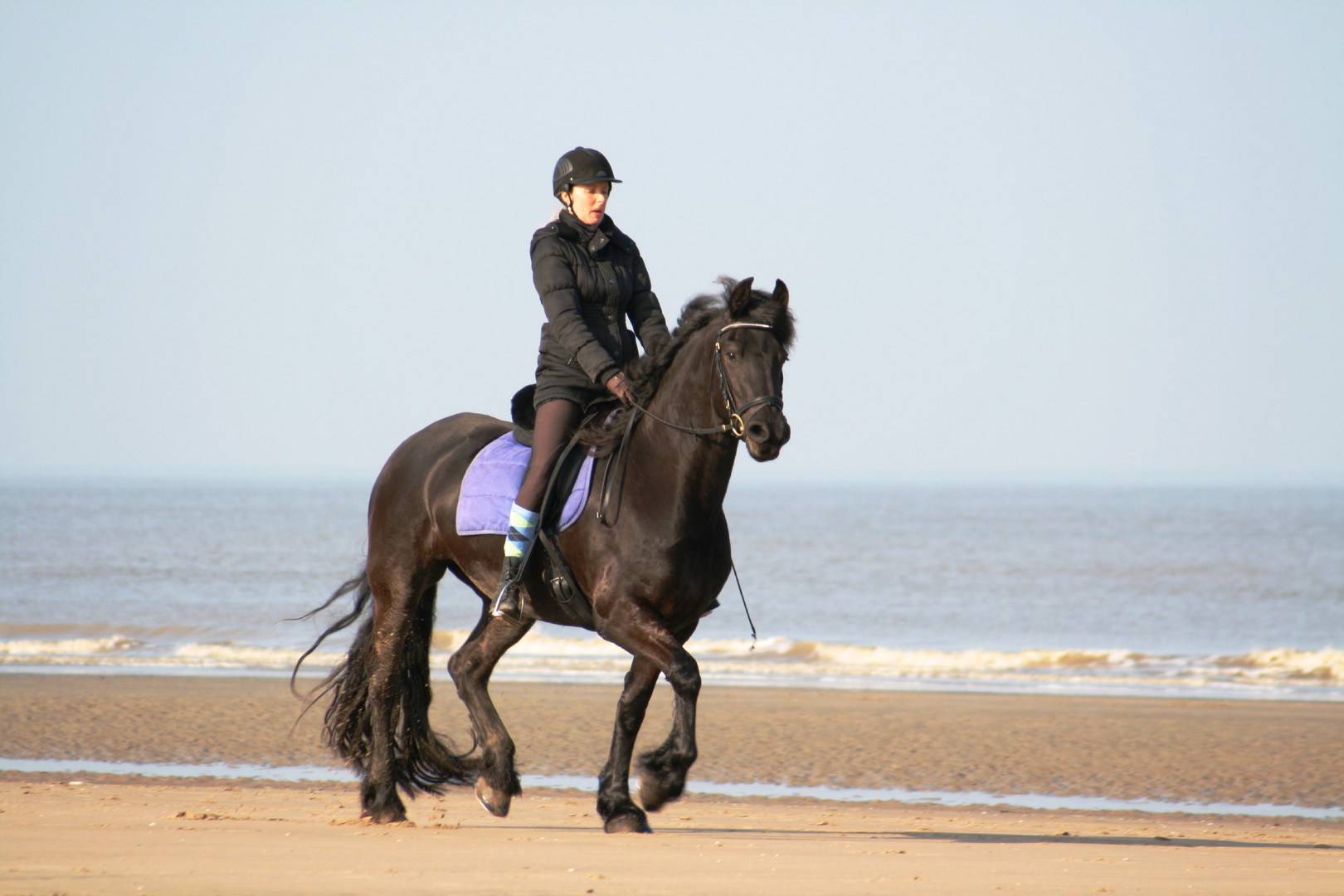 Pferde am Strand von Noordwjik (15.03.2012)(8)