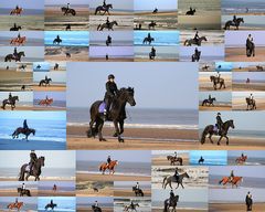 Pferde am Strand von Noordwjik (Niederlande)(15.03.2012)