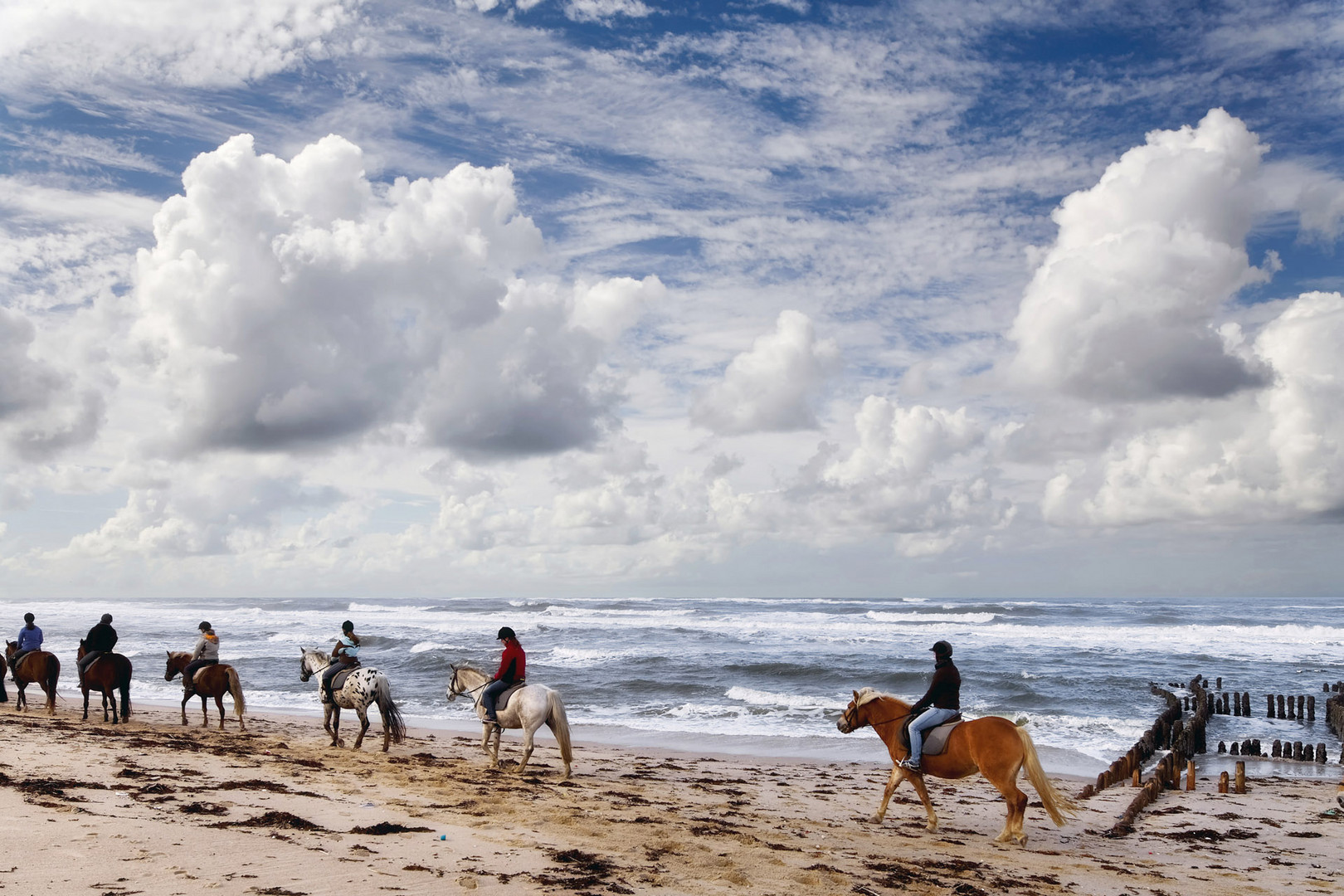 Pferde am Strand von Rantum Sylt Nordsee