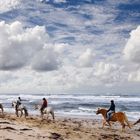 Pferde am Strand von Rantum Sylt Nordsee