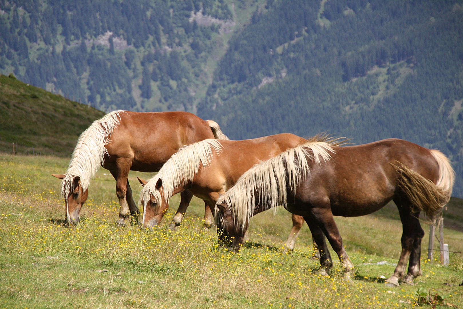 Pferde am Stubnerkogel (Österreich)