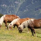 Pferde am Stubnerkogel (Österreich)