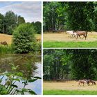Pferde am Teich**