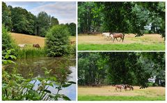 Pferde am Teich**