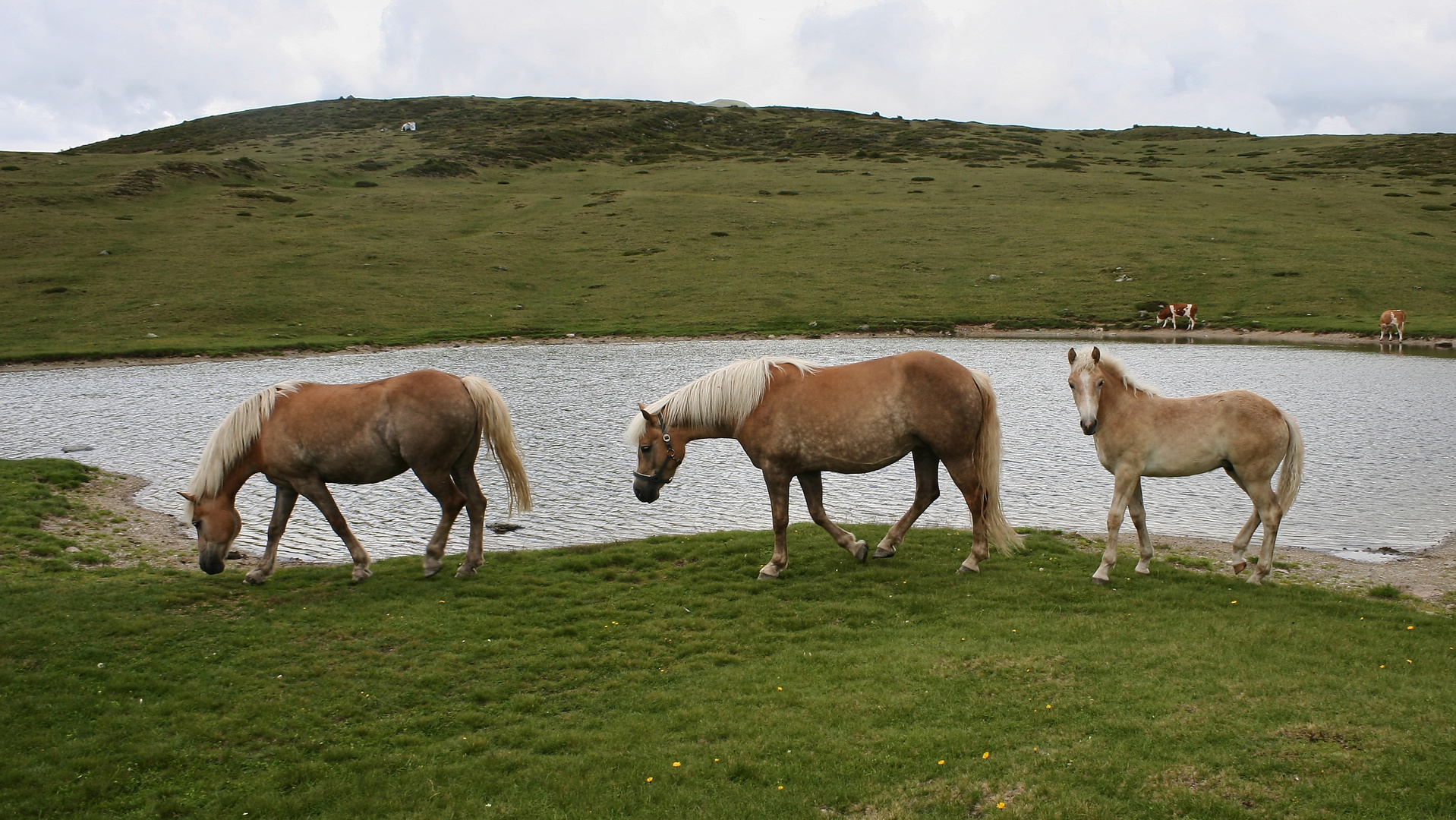 Pferde am Tessenberger See, 2126 m (IMG_7321_ji)