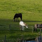 Pferde an den Hängen des Teutoburger Waldes