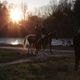 Pferde an der Isar bei Sonnenuntergang