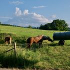 Pferde an der Tränke