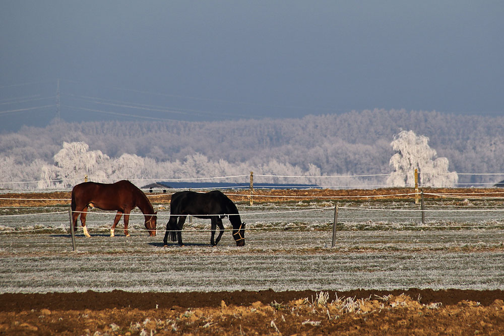 Pferde an Neujahr Foto &amp; Bild | jahreszeiten, winter, bäume Bilder auf