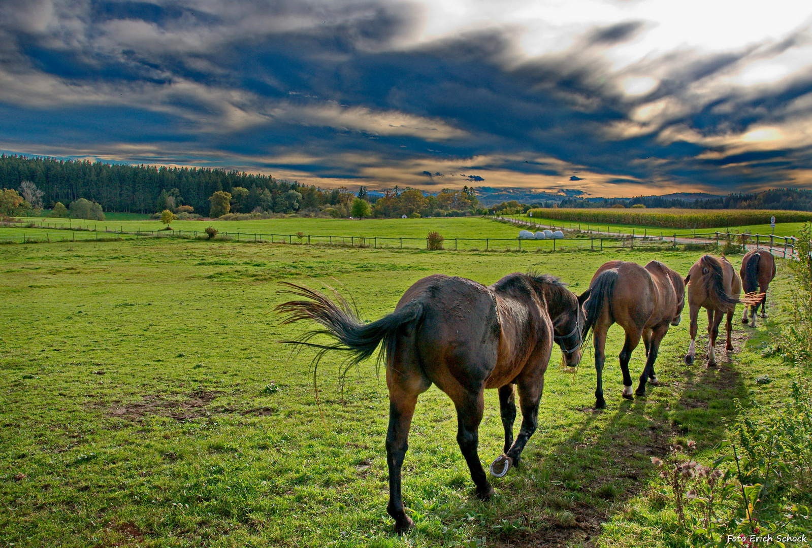 Pferde auf dem abendlichen Rundgang