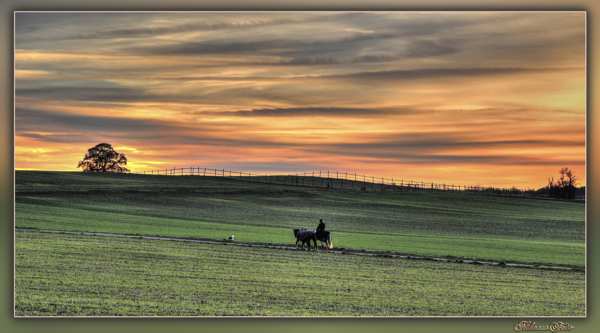 Pferde auf dem Heimweg