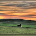 Pferde auf dem Heimweg