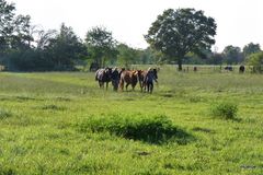 Pferde auf dem Weg zur Arbeit